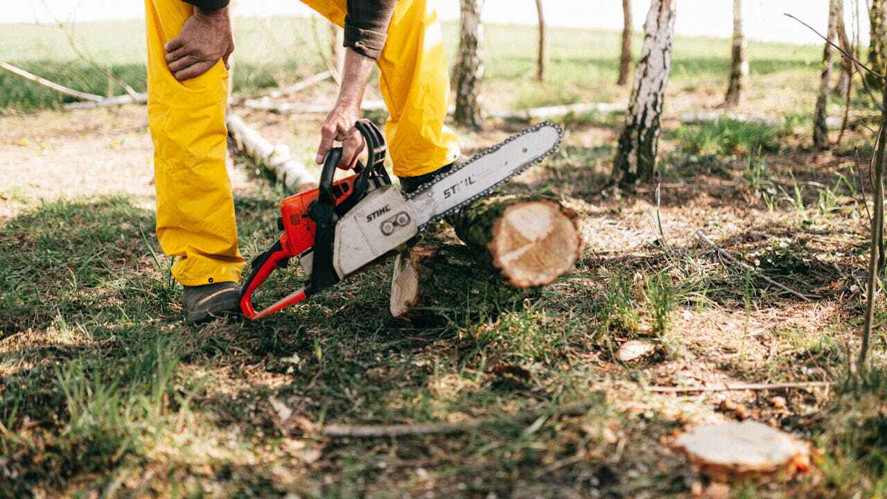 Professional Tree Service in Goodhue, MN